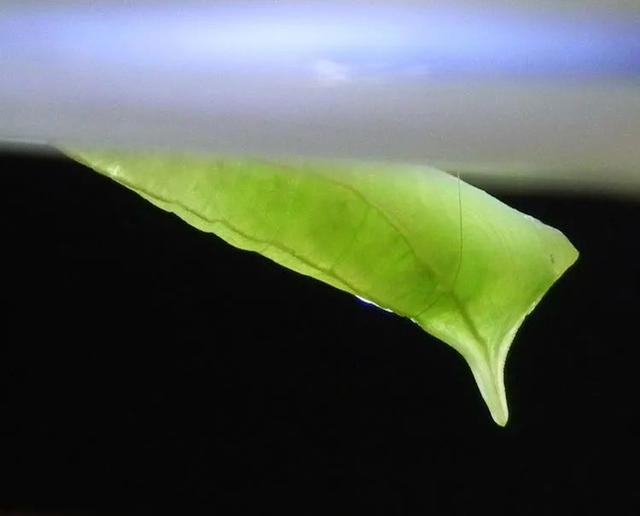 毛虫是怎样飞起来的？