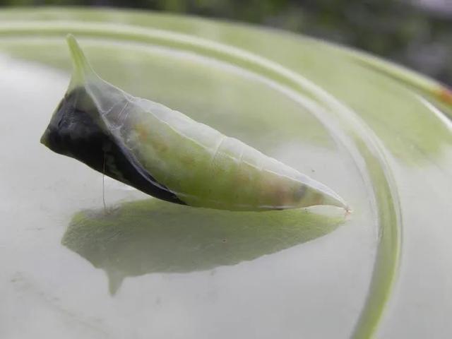 毛虫是怎样飞起来的？