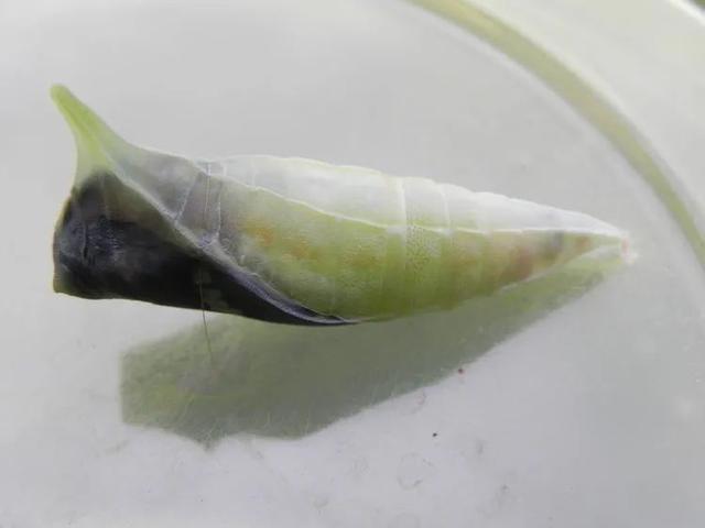 毛虫是怎样飞起来的？