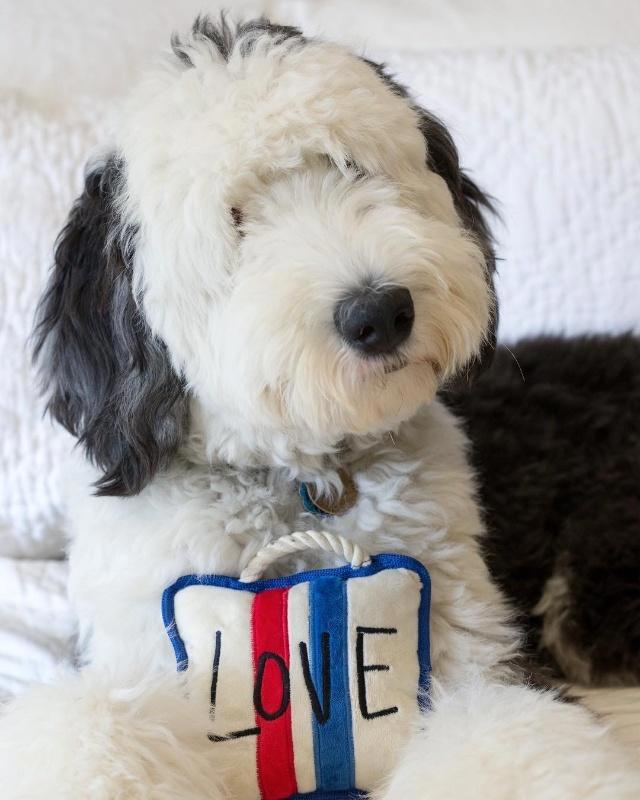 美国混种狗狗神似史努比，比原型还像动漫形象