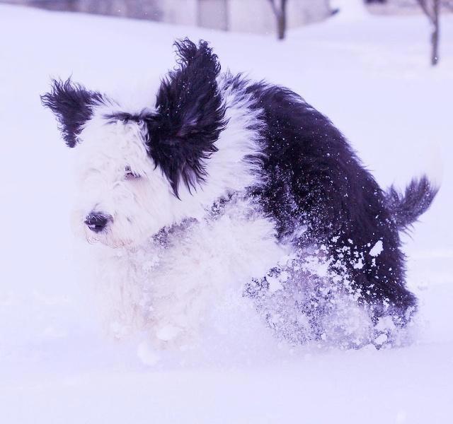 美国混种狗狗神似史努比，比原型还像动漫形象