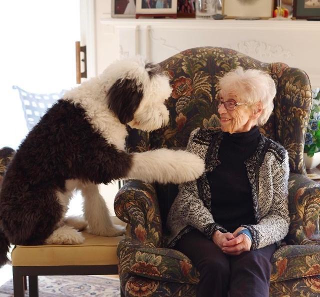 美国混种狗狗神似史努比，比原型还像动漫形象