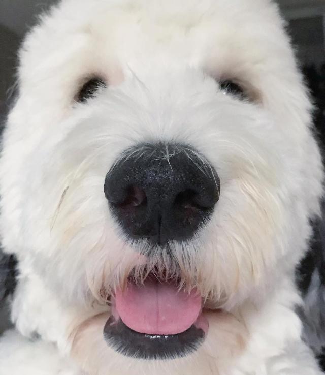 美国混种狗狗神似史努比，比原型还像动漫形象