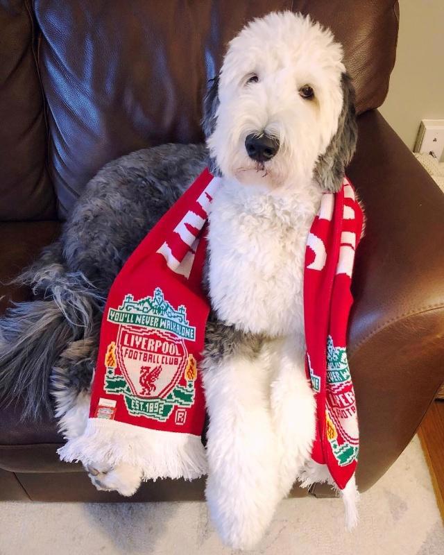 美国混种狗狗神似史努比，比原型还像动漫形象