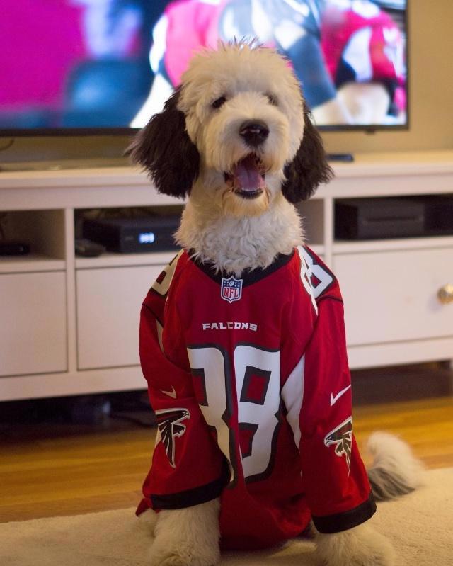 美国混种狗狗神似史努比，比原型还像动漫形象