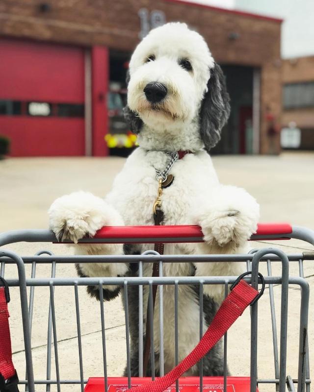 美国混种狗狗神似史努比，比原型还像动漫形象