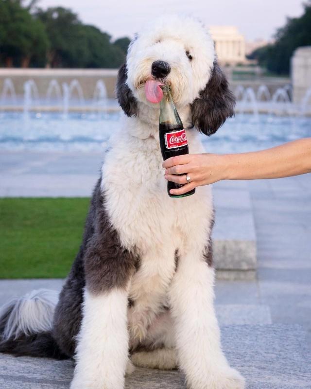 美国混种狗狗神似史努比，比原型还像动漫形象