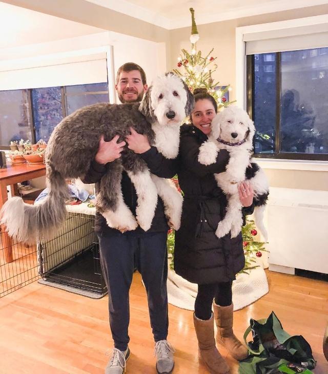 美国混种狗狗神似史努比，比原型还像动漫形象