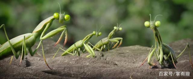 《昆虫总动员2》：故事并不复杂，更像是一个童话