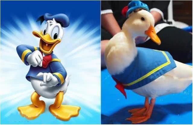 当卡通角色来到了三次元，蓝精灵可爱死了，看到海绵宝宝真身惊了