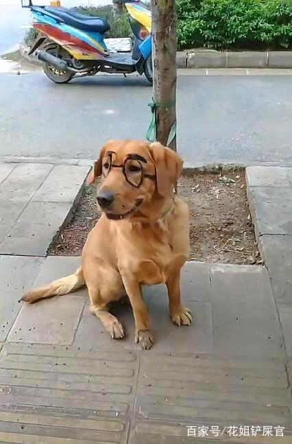 现实版“天才眼镜狗”，狗子：天才是主人，我只是为了显的有文凭