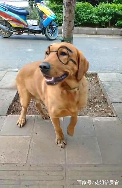 现实版“天才眼镜狗”，狗子：天才是主人，我只是为了显的有文凭