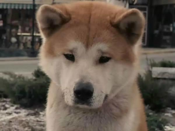 狗年到！这些“狗狗动漫”怎能错过呢？《天才眼镜狗》来拜年咯！