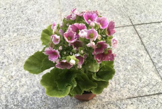 四季樱草怎么养，四季樱草的养殖方法和注意事项/忌曝晒