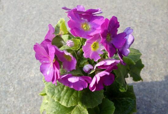 四季樱草怎么养，四季樱草的养殖方法和注意事项/忌曝晒