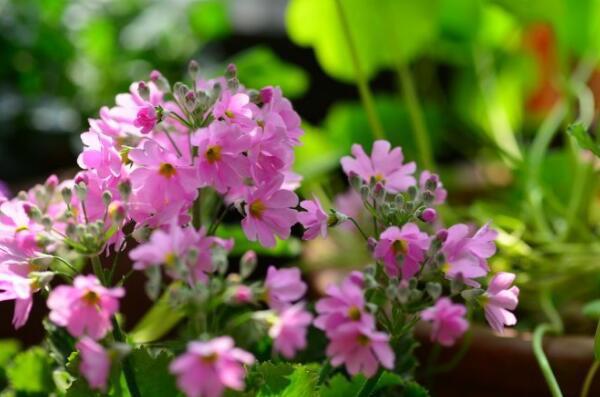 四季樱草怎么养，四季樱草的养殖方法和注意事项/忌曝晒