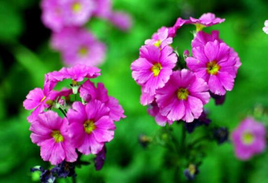 四季樱草怎么养，四季樱草的养殖方法和注意事项/忌曝晒