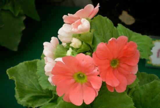 四季樱草怎么养，四季樱草的养殖方法和注意事项/忌曝晒