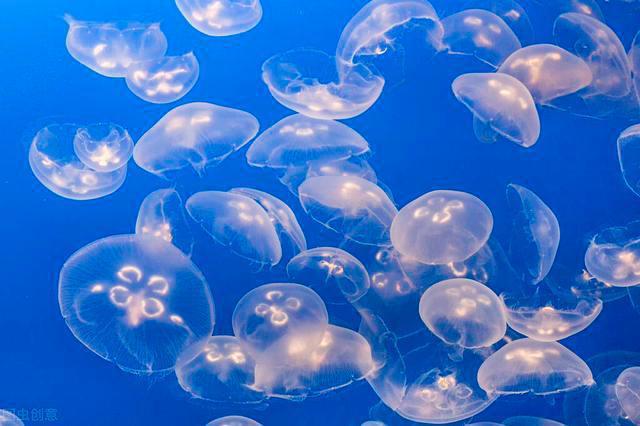 看动漫学英语，海绵宝宝第一季第五集对白（中英对照）