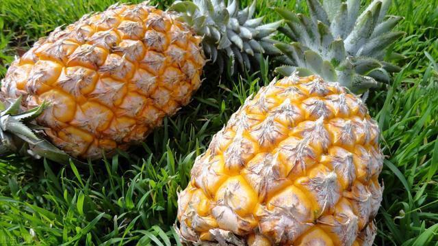 看动漫学英语，海绵宝宝第一季第一集对白（中英对照）