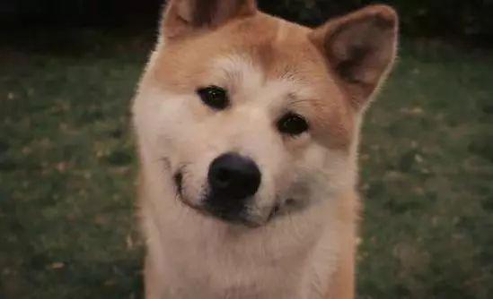 电影中让你泪流满面的那些“毛孩子”们……