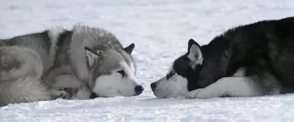 电影中让你泪流满面的那些“毛孩子”们……