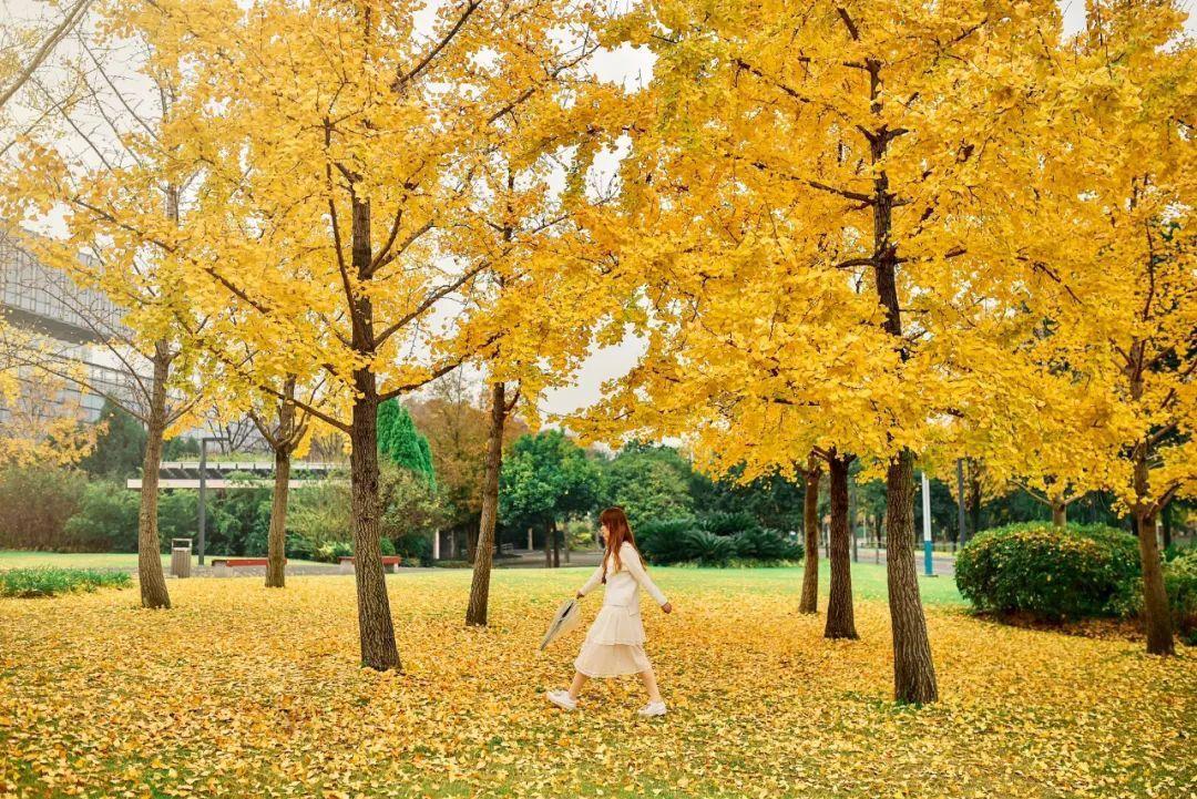 上海周边绝美赏秋地，这15处值得打卡！
