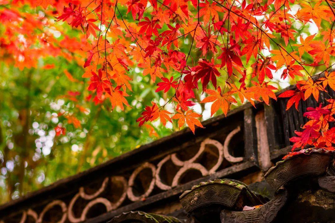 上海周边绝美赏秋地，这15处值得打卡！