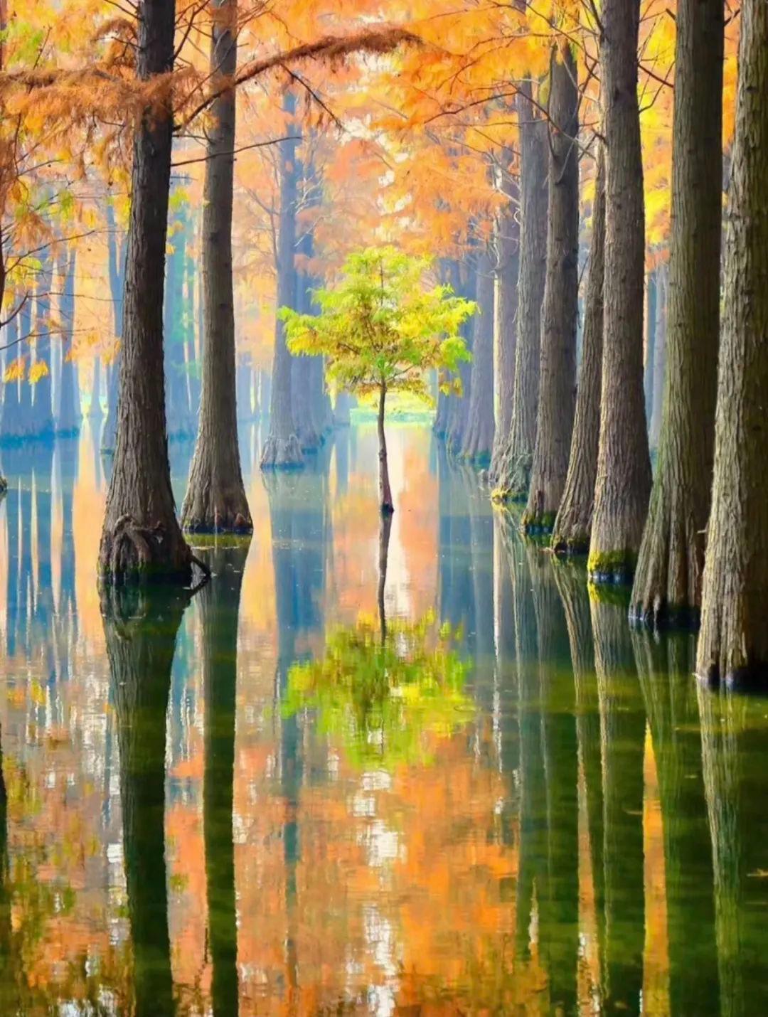 上海周边绝美赏秋地，这15处值得打卡！