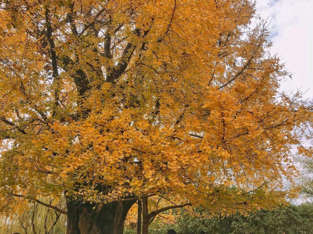 上海周边绝美赏秋地，这15处值得打卡！