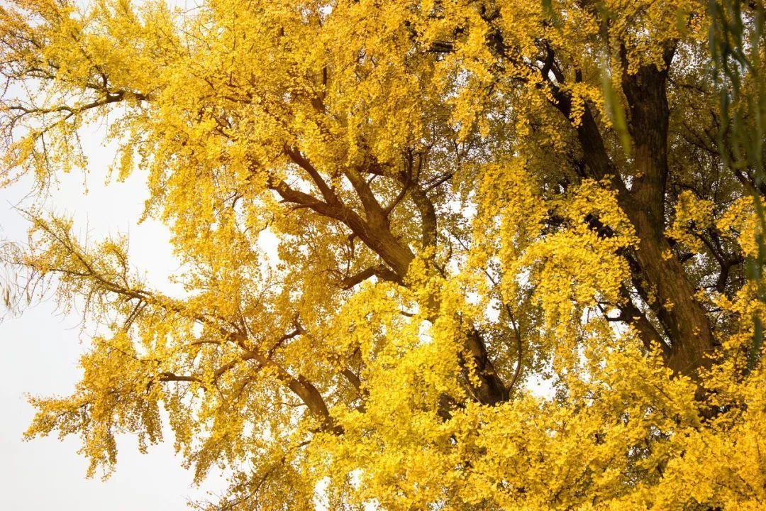 上海周边绝美赏秋地，这15处值得打卡！