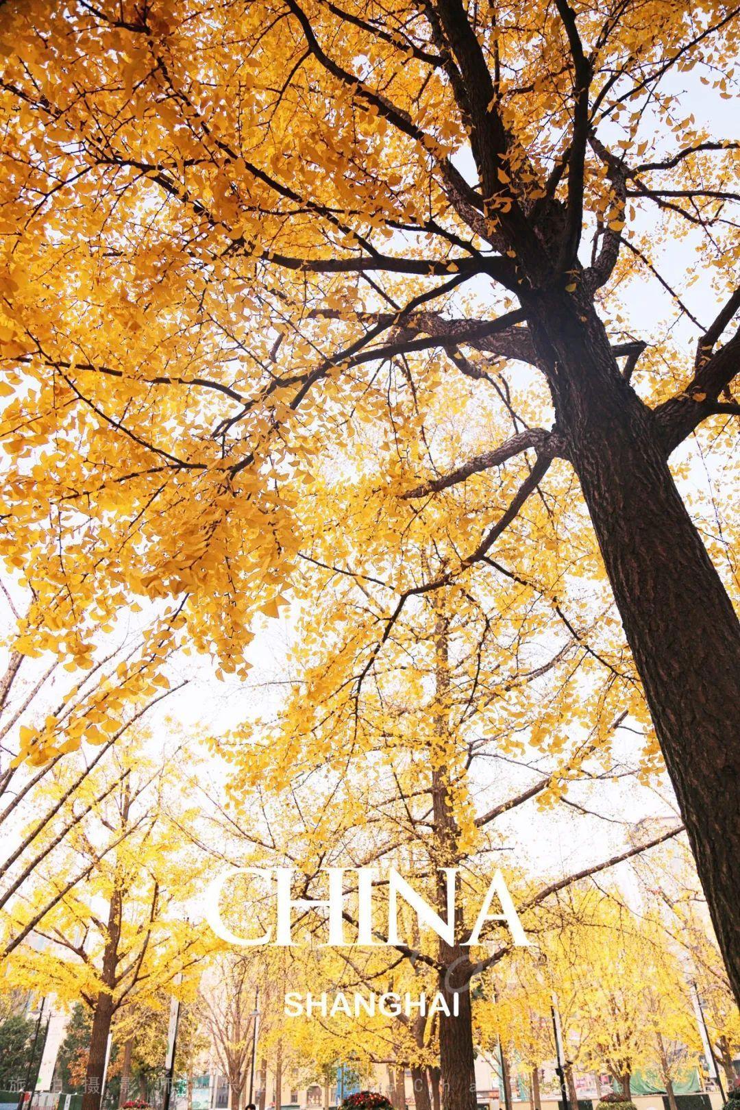 上海周边绝美赏秋地，这15处值得打卡！