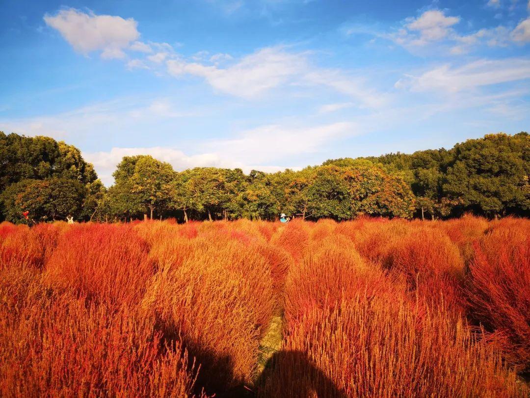上海周边绝美赏秋地，这15处值得打卡！