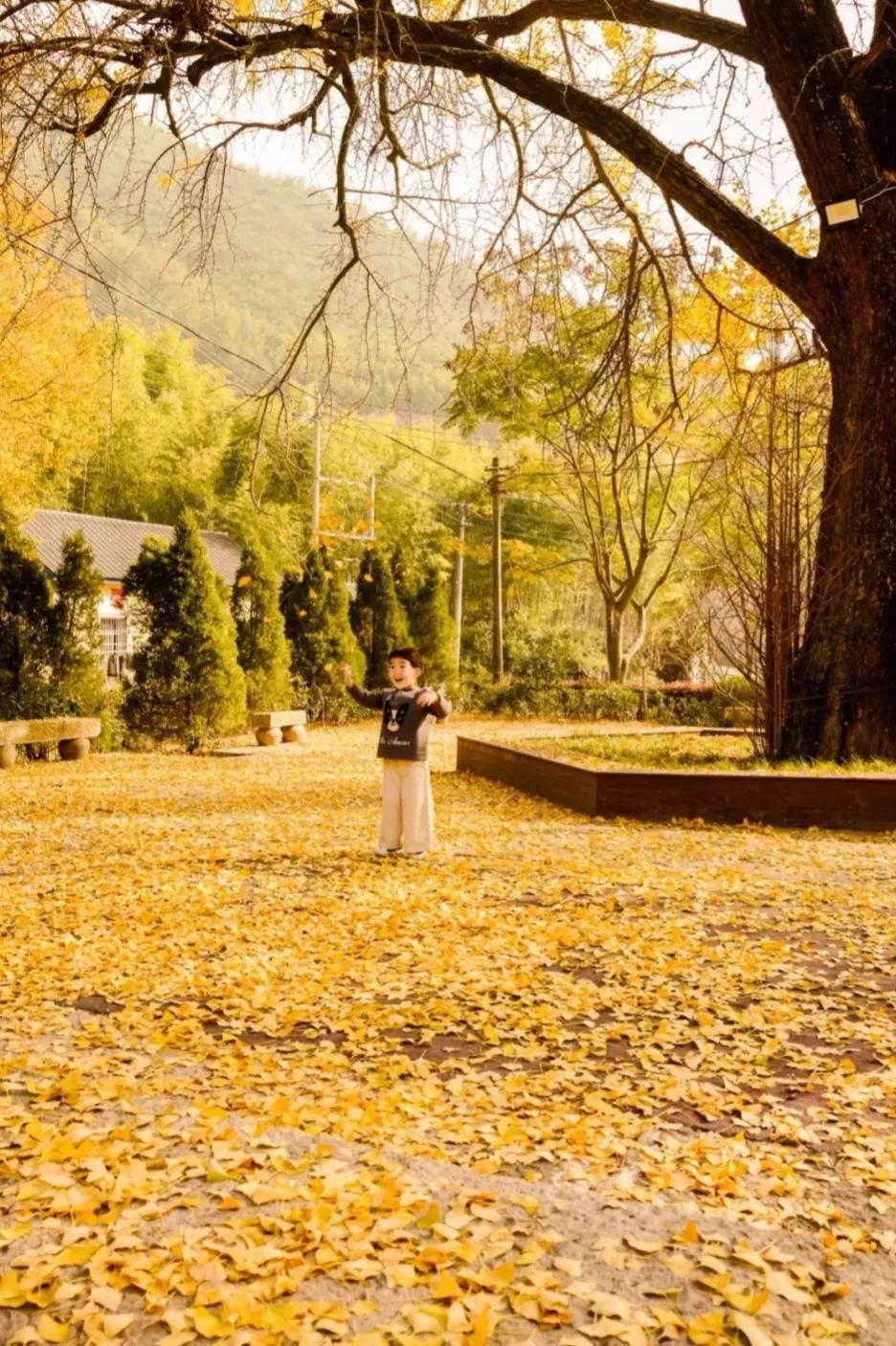 上海周边绝美赏秋地，这15处值得打卡！