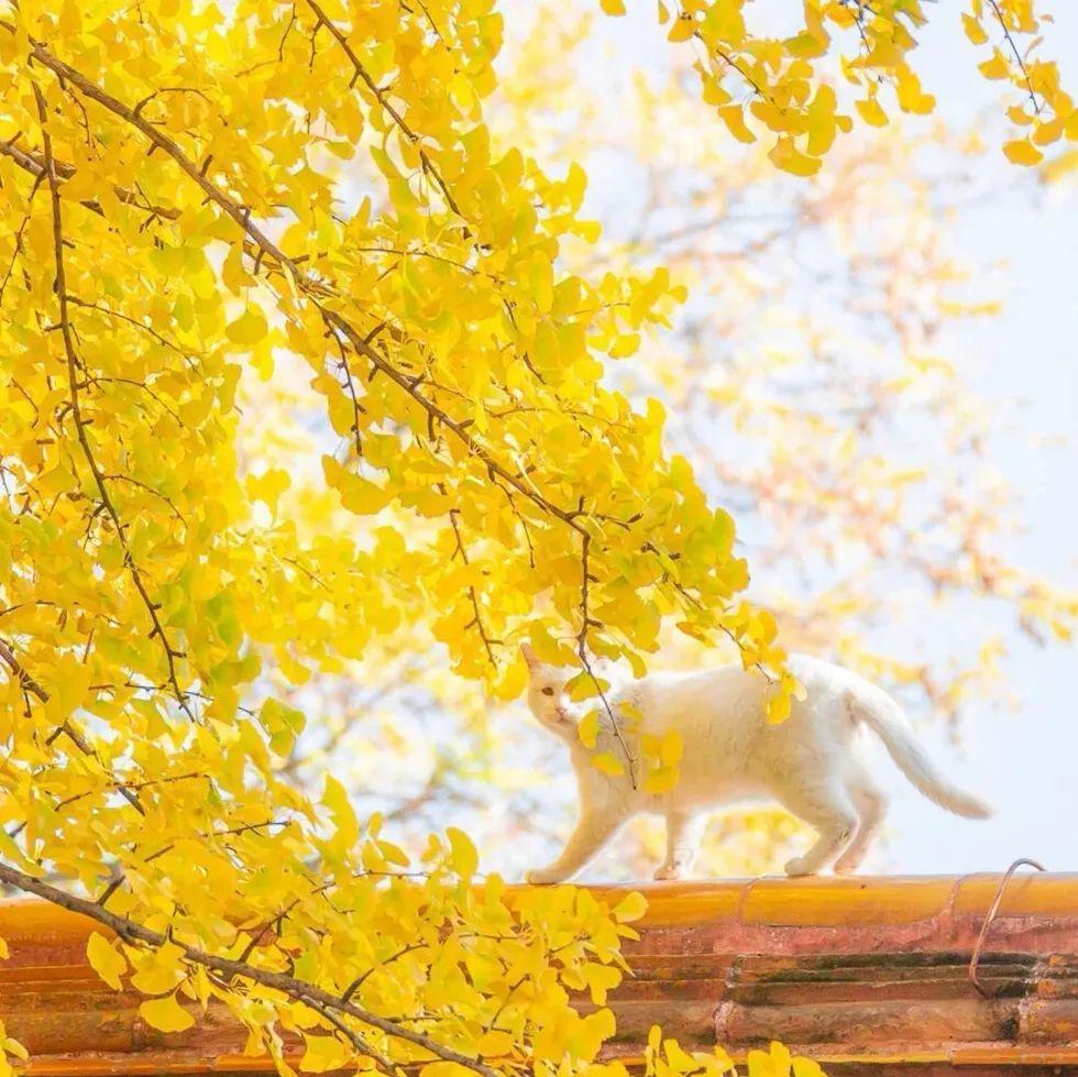 上海周边绝美赏秋地，这15处值得打卡！