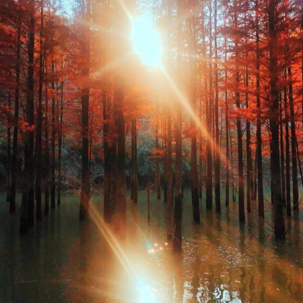 上海周边绝美赏秋地，这15处值得打卡！