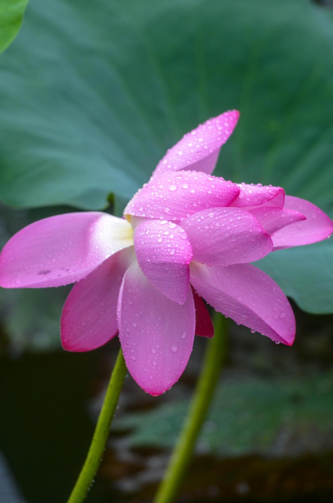 大明湖畔惊现“夏雨荷”……