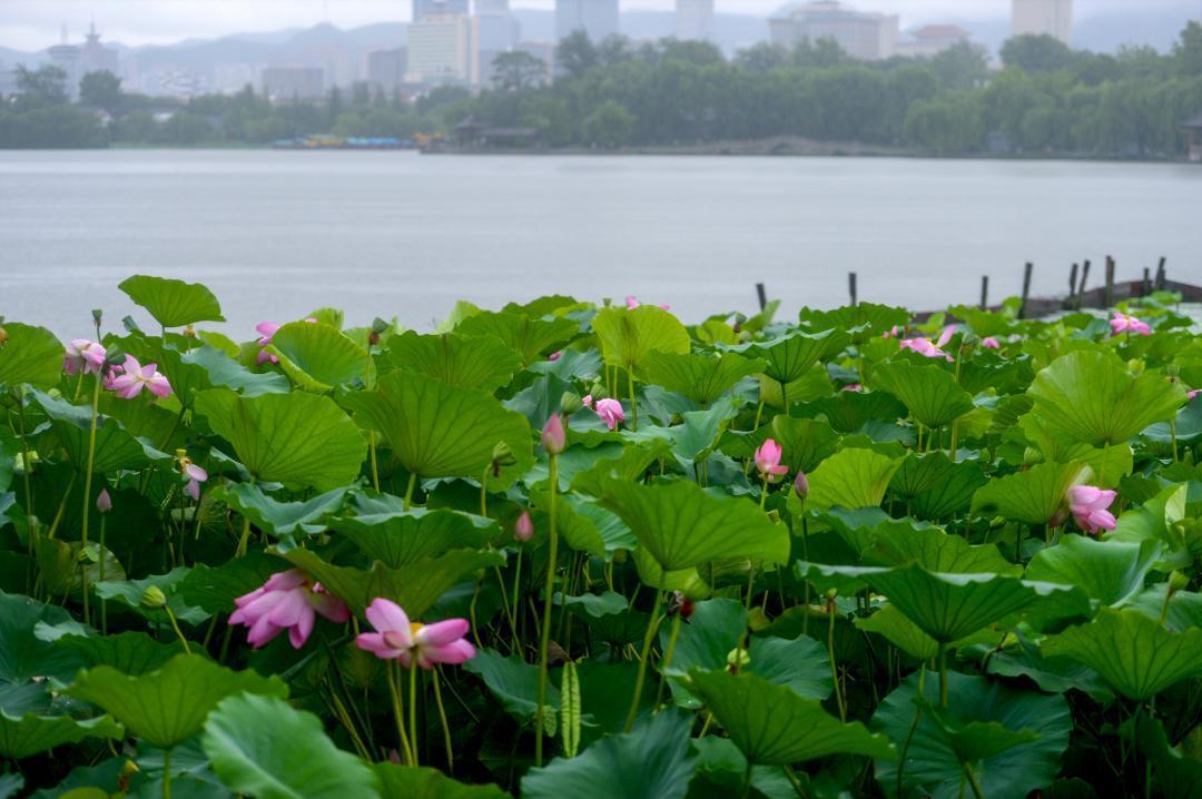 大明湖畔惊现“夏雨荷”……