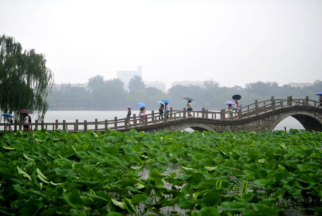 大明湖畔惊现“夏雨荷”……