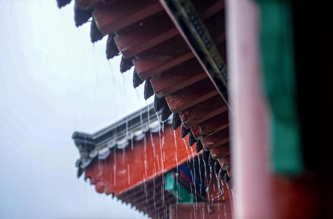 大明湖畔惊现“夏雨荷”……