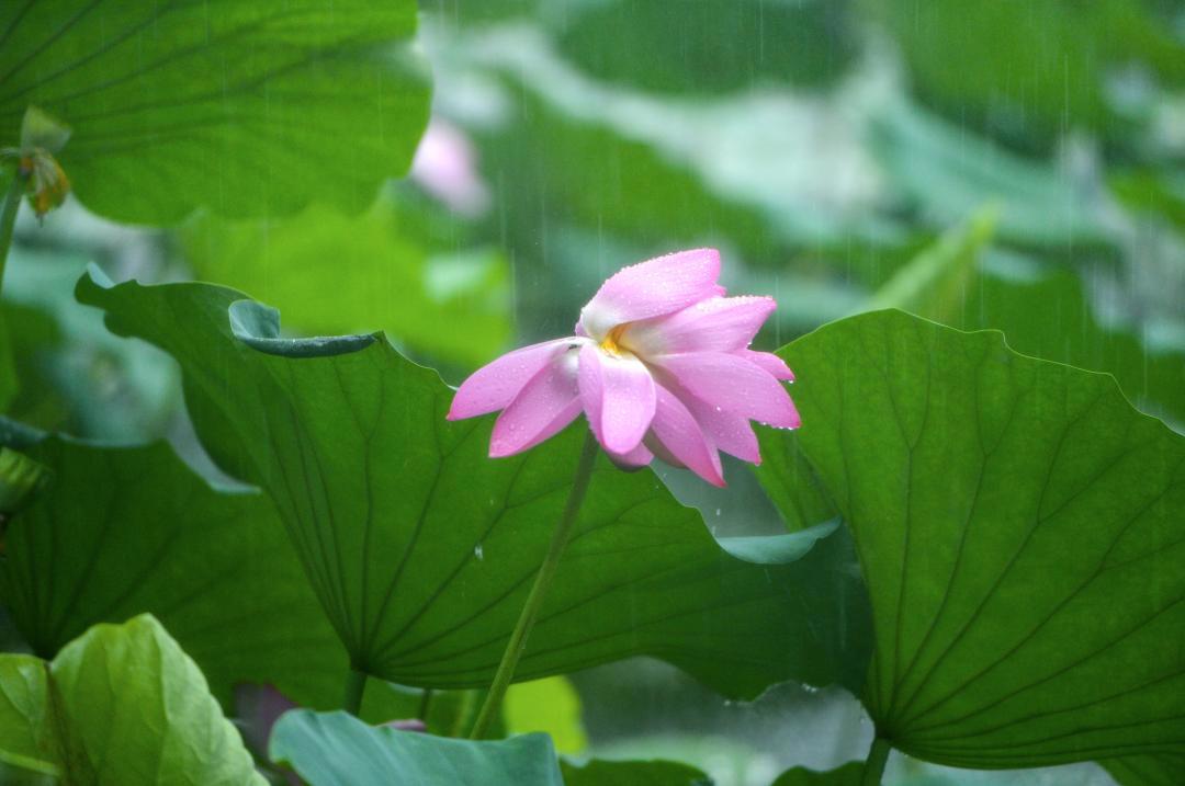 大明湖畔惊现“夏雨荷”……