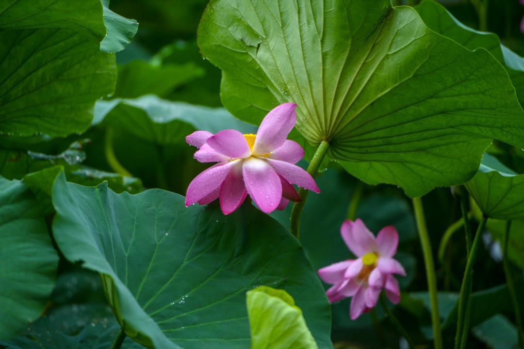 大明湖畔惊现“夏雨荷”……