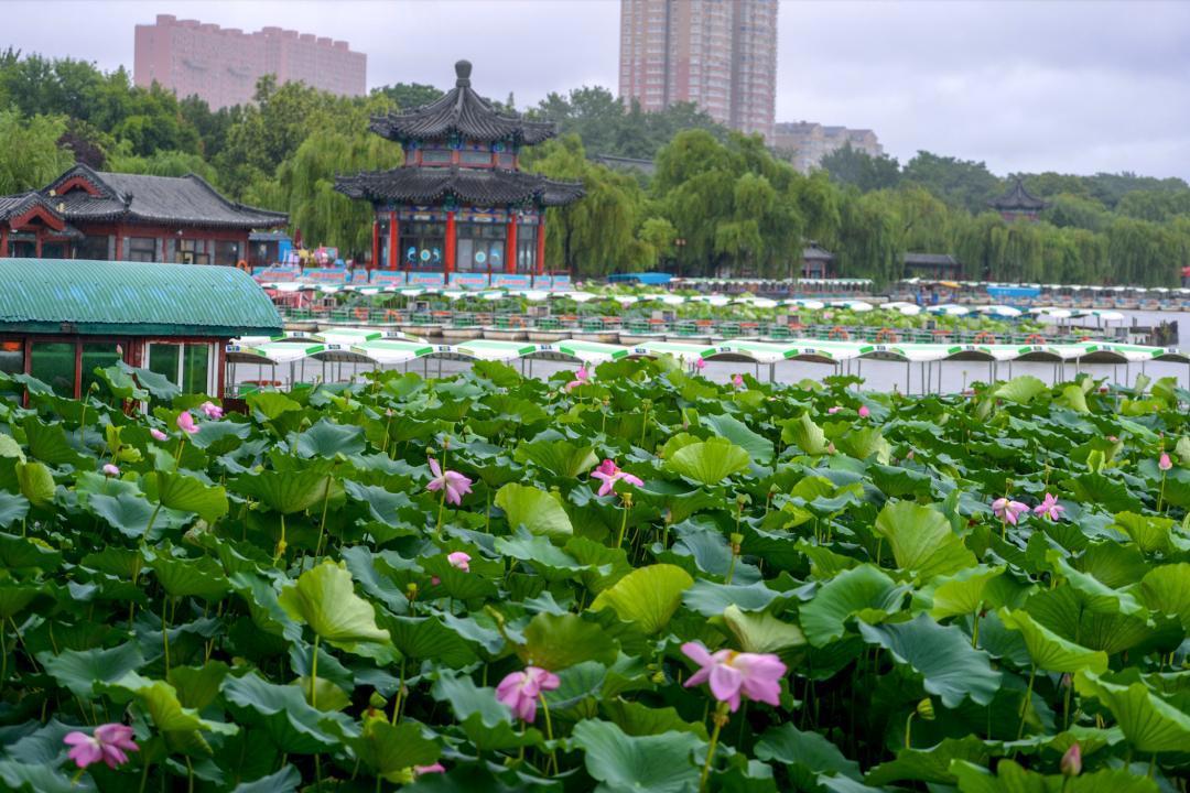 大明湖畔惊现“夏雨荷”……