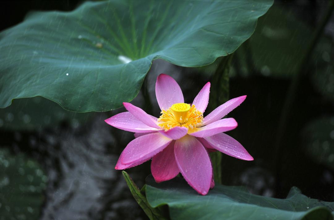大明湖畔惊现“夏雨荷”……