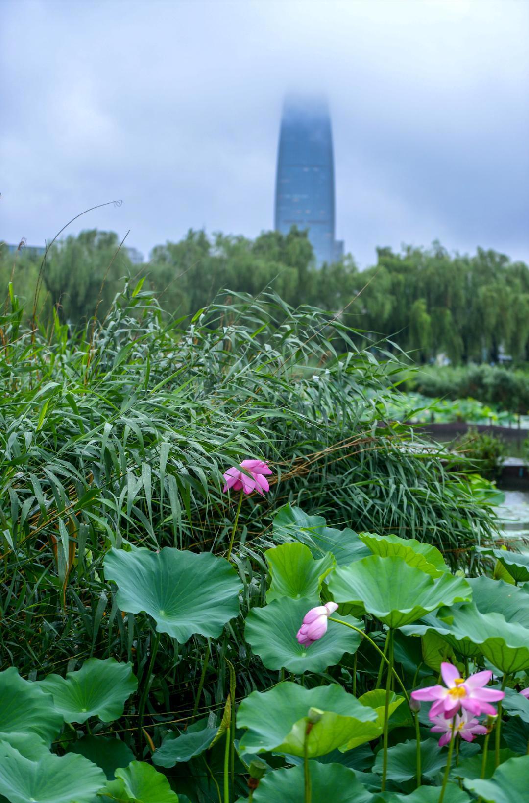 大明湖畔惊现“夏雨荷”……