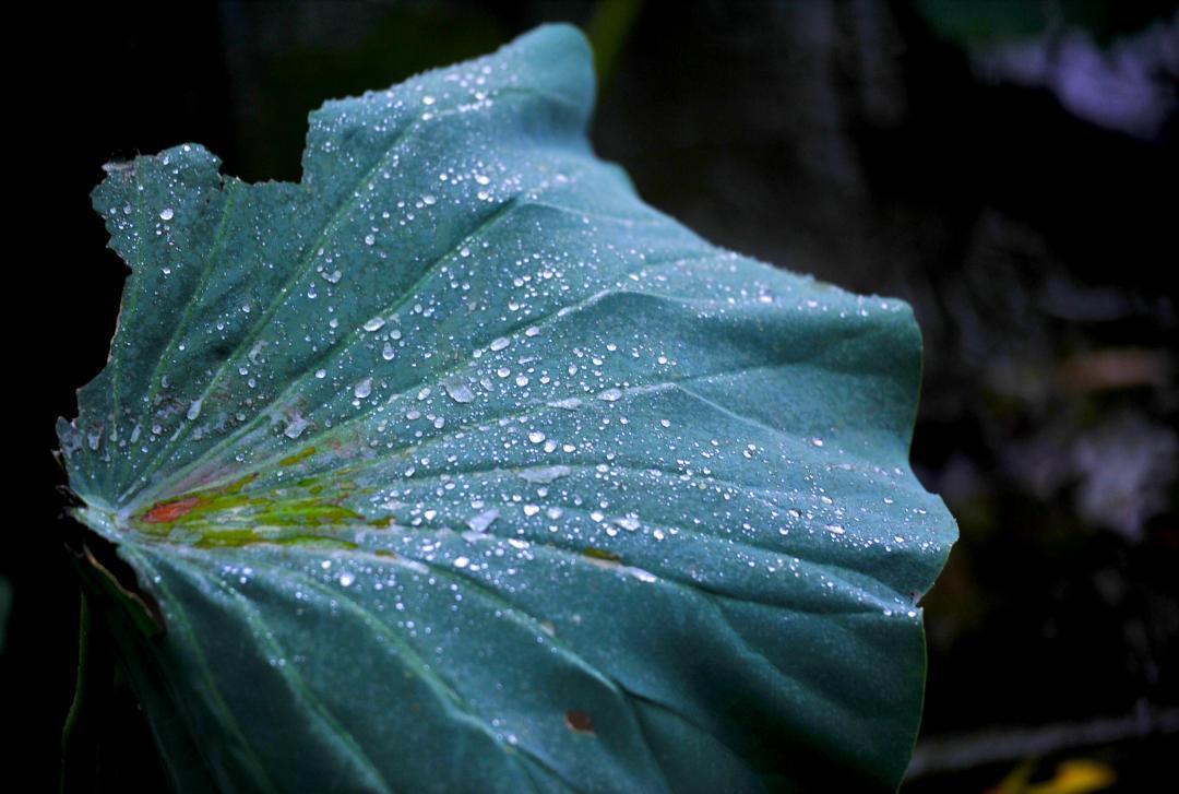 大明湖畔惊现“夏雨荷”……