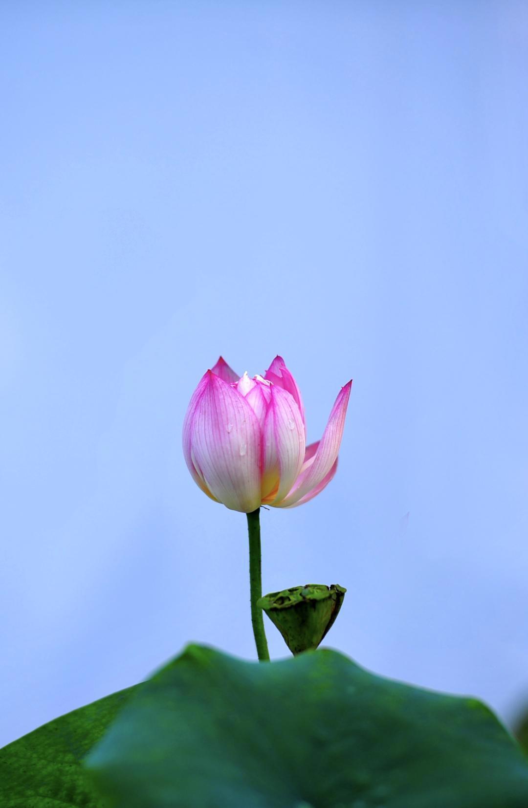 大明湖畔惊现“夏雨荷”……