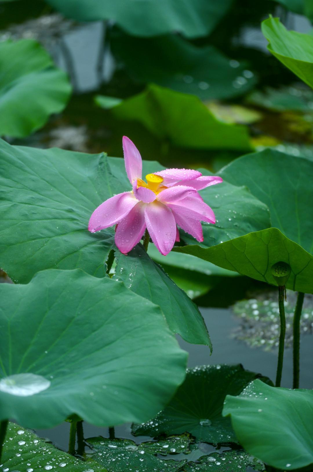 大明湖畔惊现“夏雨荷”……