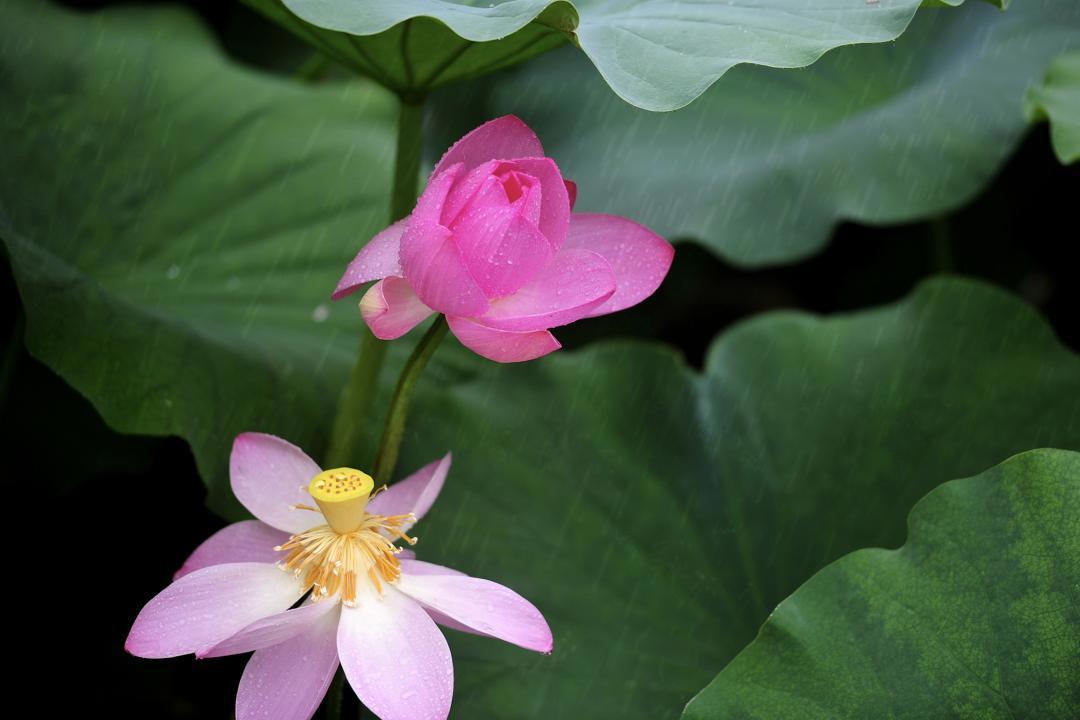 大明湖畔惊现“夏雨荷”……