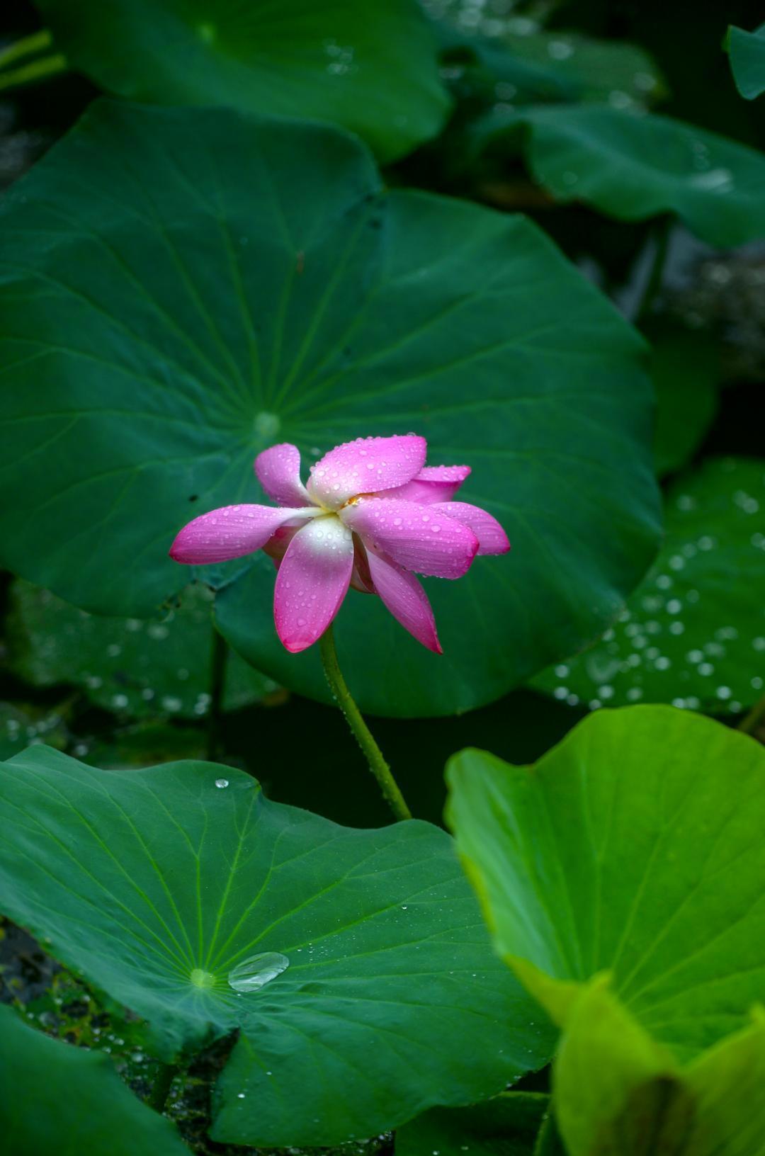 大明湖畔惊现“夏雨荷”……